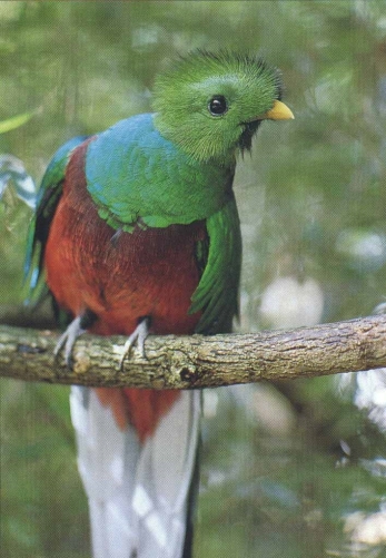 This is the Quetzal photo that started it all...