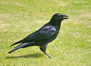 Carrion Crow (Corvus Corone) Apart from the Raven the Carrion Crow is the largest member of the Crow family. Unlike Rooks, which live together in large numbers, Crows live either in pairs or in threes.  (Photo credit Wikipedia)